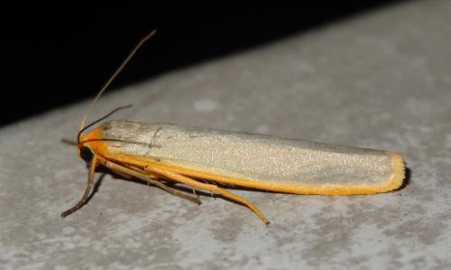 Eilema complana
